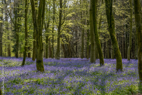 Spring bluebells in the  forest.