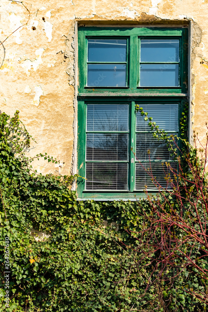 An old glass window with surrounding vines on the wall An old glass window with surrounding vines on the wall