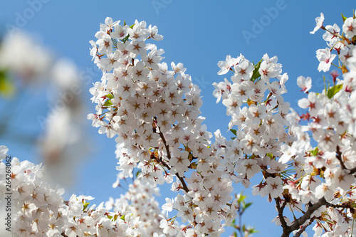 blooming cherry trees in spring