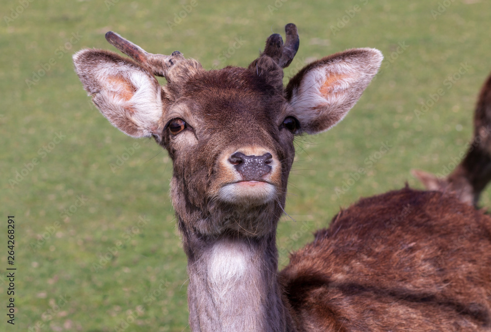 head of a young deer close up in sunny weather