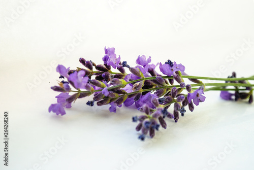 lavender flowers on a white background