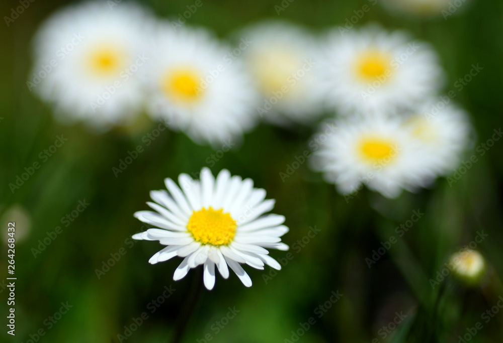 Fototapeta premium Gänseblümchen