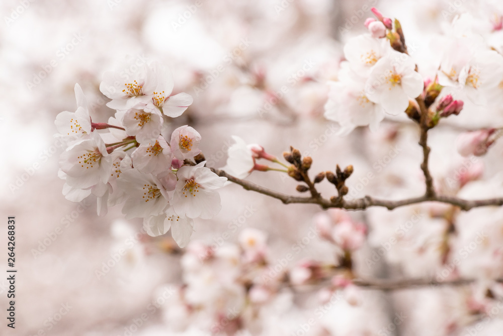 せんげん堀川の桜　埼玉県春日部市