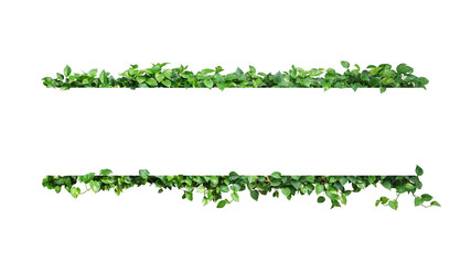 Green variegated leaves nature frame border of devil's ivy or golden pothos the tropical foliage plant on white background.