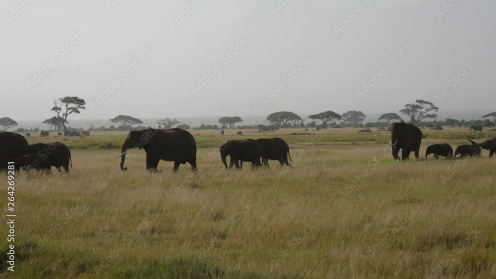 Big Herd Wild Elephants With Baby Eating Grass On Plain In African Savannah Big Herd Wild Elephants With Baby Eating Grass On Plain In African Savannah