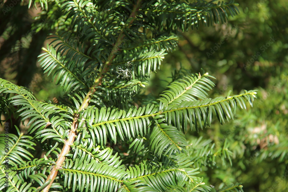 branch of ever green tree under the sun branch of ever green tree under the sun