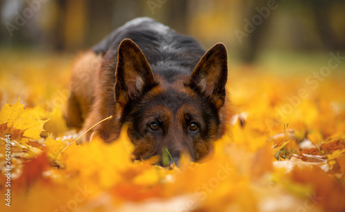 Photo Dog breed German shepherd autumn lies in maple yellow leaves