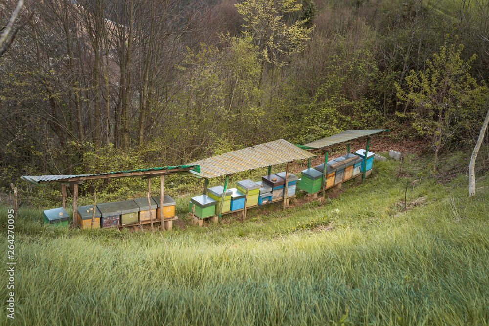 Bee hives on meadow in countryside of Italy,Bergamo(Seriana valley}The houses of the bees are placed on the green grass in the mountains. Private enterprise for beekeeping. Honey healthy food products Bee hives on meadow in countryside of Italy,Bergamo(Seriana valley}The houses of the bees are placed on the green grass in the mountains. Private enterprise for beekeeping. Honey healthy food products