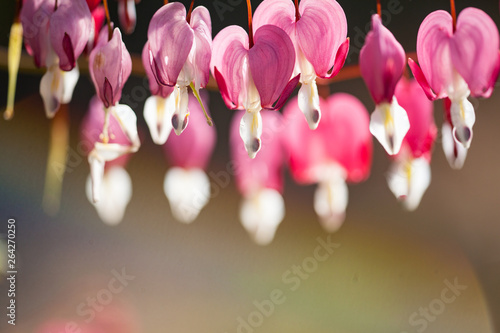 Soft focus of heart-shaped Bleeding heart flower pink and white color in summer photo