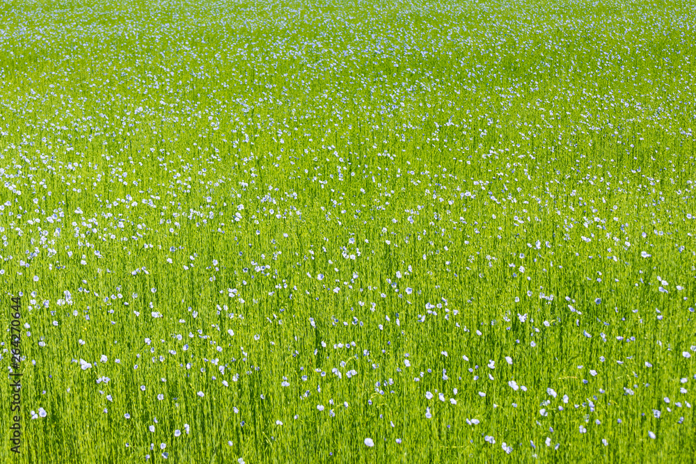 Large field of flax in bloom in spring - obrazy, fototapety, plakaty 
