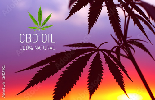 CBD oil hemp products. Medicinal cannabis with extract oil. Medical Marijuana and Cannabidiol. Growing premium cannabis
