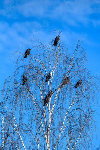 A flock of crows sits on a tree against the sky.
