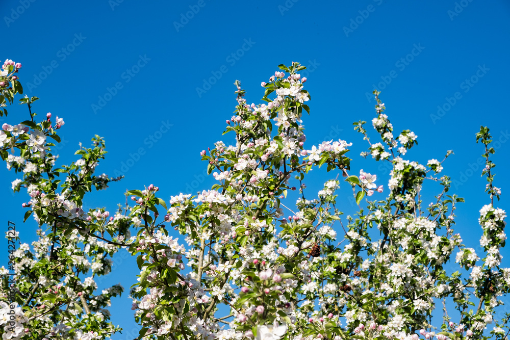 apple orchard in bloom in spring under the sun and blue sky apple orchard in bloom in spring under the sun and blue sky