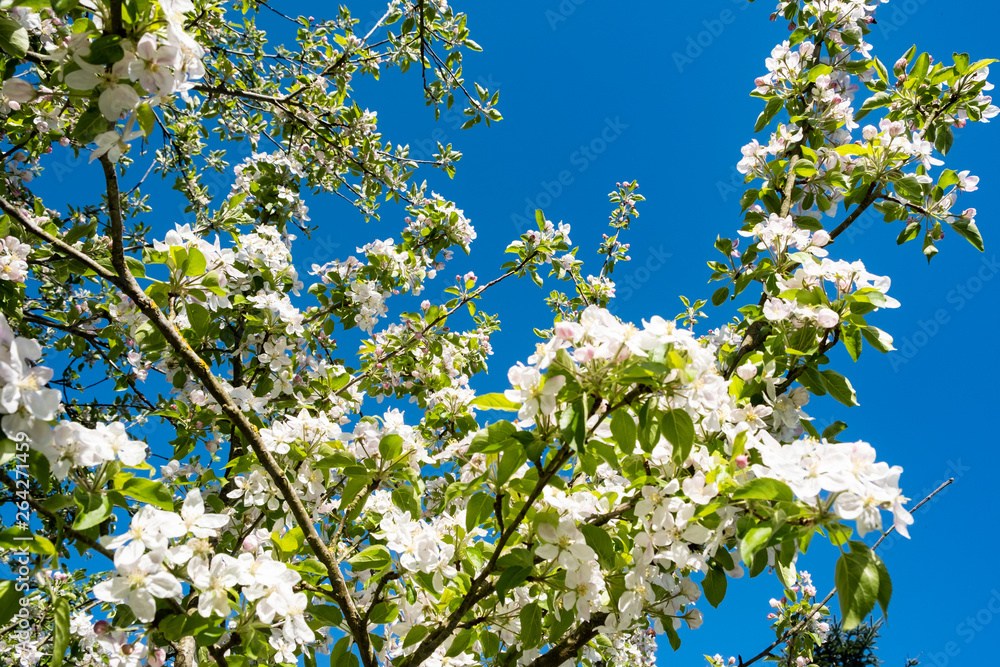 apple orchard in bloom in spring under the sun and blue sky apple orchard in bloom in spring under the sun and blue sky
