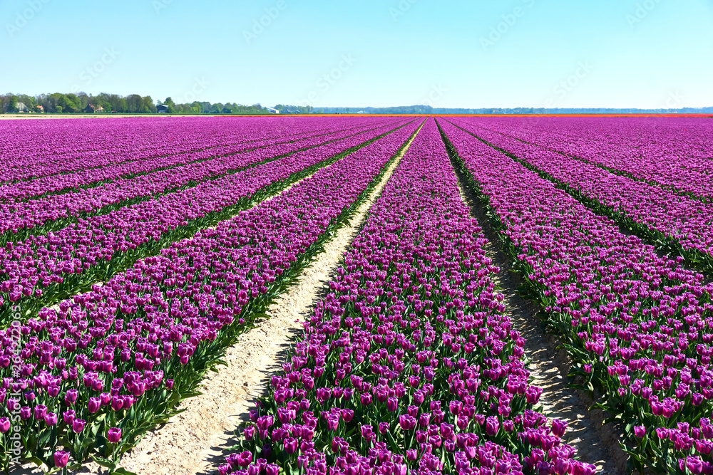 Large agricultural field with purple tulips in blossom in rows in the Noordoostpolder the Netherlands against a blue sky  