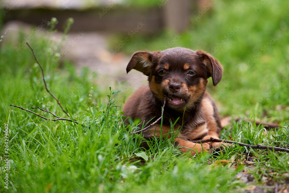 a small, cute little dog playing on the grass a small, cute little dog playing on the grass