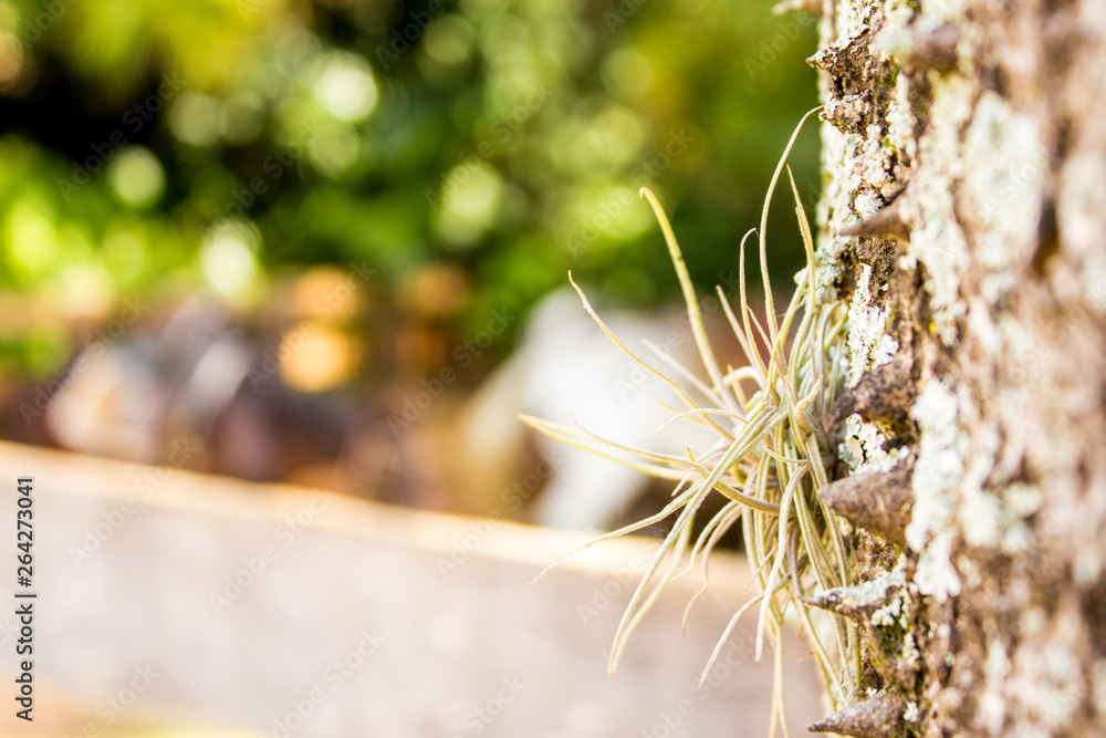 Obraz premium Exotic tree trunk plant