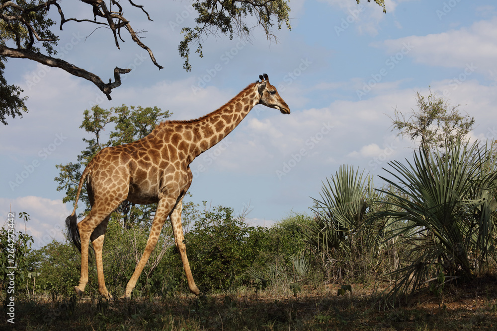 Obraz premium Giraffe / Giraffe / Giraffa Camelopardalis