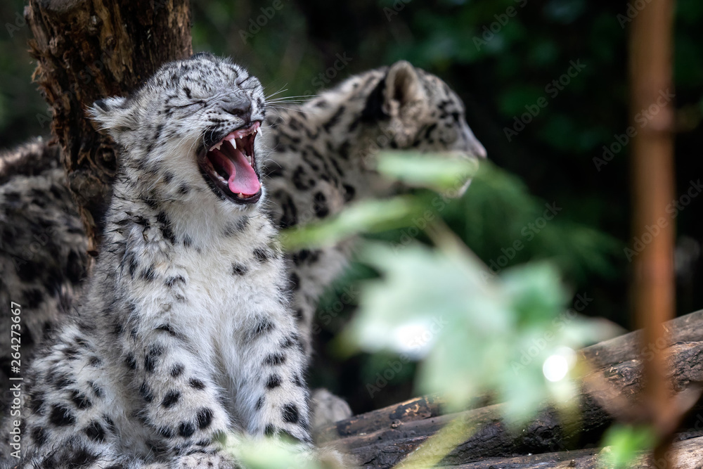 Fototapeta premium Snow leopard cub, Panthera uncia