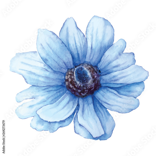 Vector blue anemone in watercolor style isolated on white background. Cutout flower for background, texture, pattern.