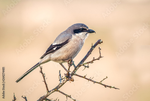 Photography southern grey shrike Lanius excubitor