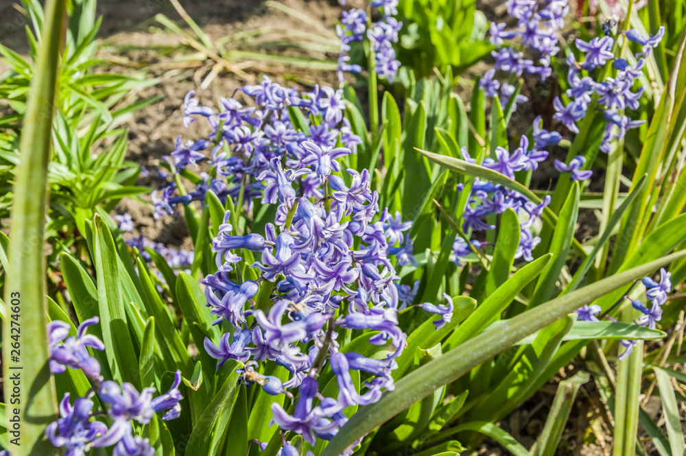 Naklejka premium blue flowers in spring