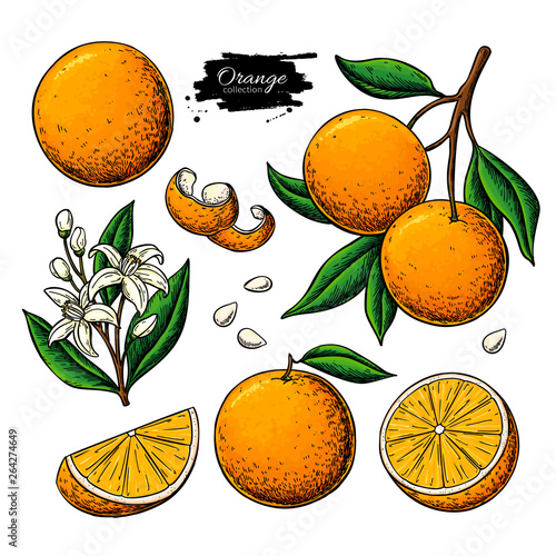 Orange fruit vector drawing. Summer food illustration