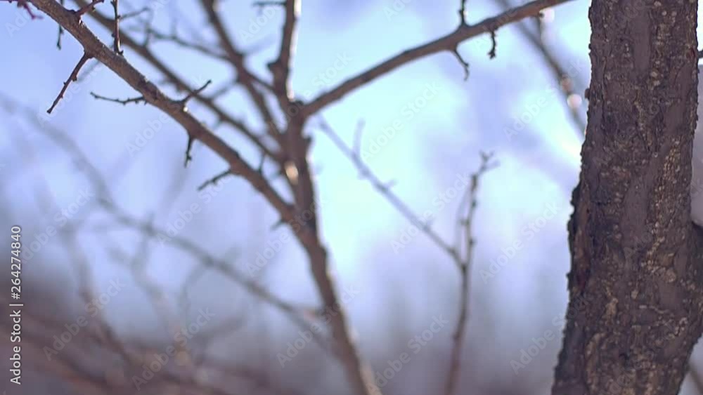 tree branches in the snow Sunny winter day tree branches in the snow Sunny winter day