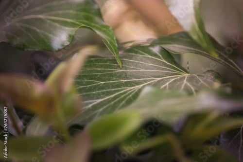 feuille