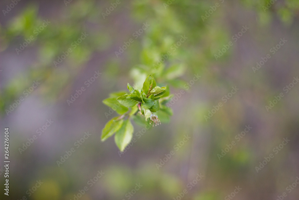 grüne Pflanze mit kleiner Blüte