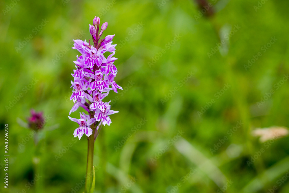 Flower Flower