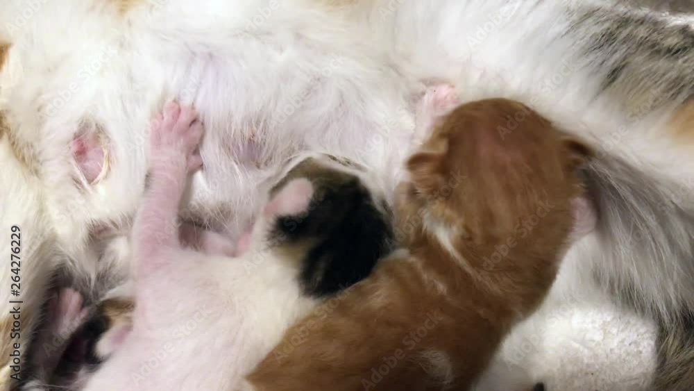 Kittens, baby cats milk sucks from their mothers. Cute animals, pets, furs new born with mommy cat. Kittens, baby cats milk sucks from their mothers. Cute animals, pets, furs new born with mommy cat.