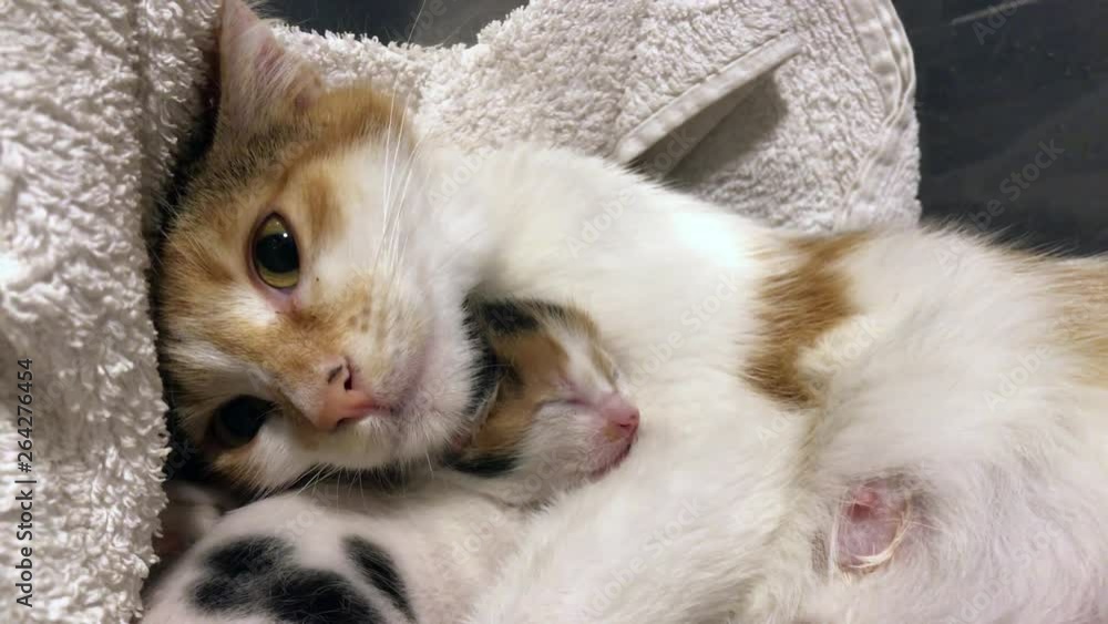 Adorable mother cat and her child, kittens sleeping together and ...