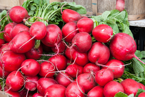 A bunch of big  crisp radishes  fresh at the local St. Jacobs Farmers Market  Ontario  Canada.