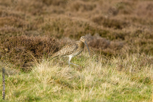 Curlew in natural grouse moor habitat during breeding season. Spring time in the Yorkshire Dales. Landscape. Horizontal. Space for copy.