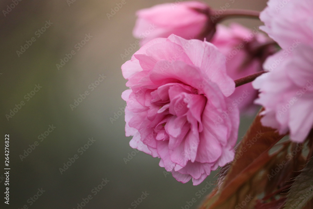 fleur 4 fleur 4