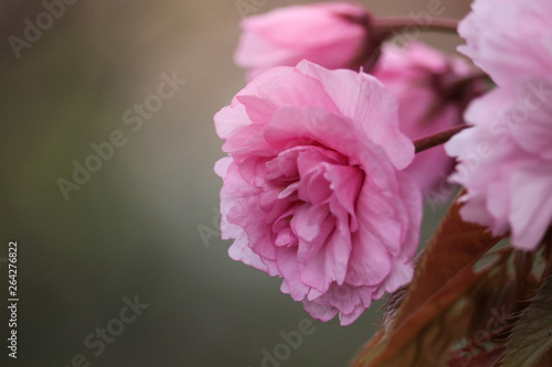 fleur 4