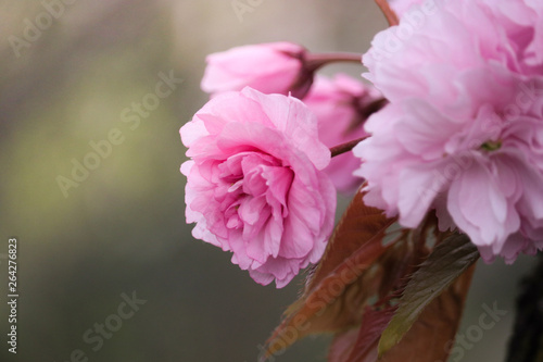 fleur3