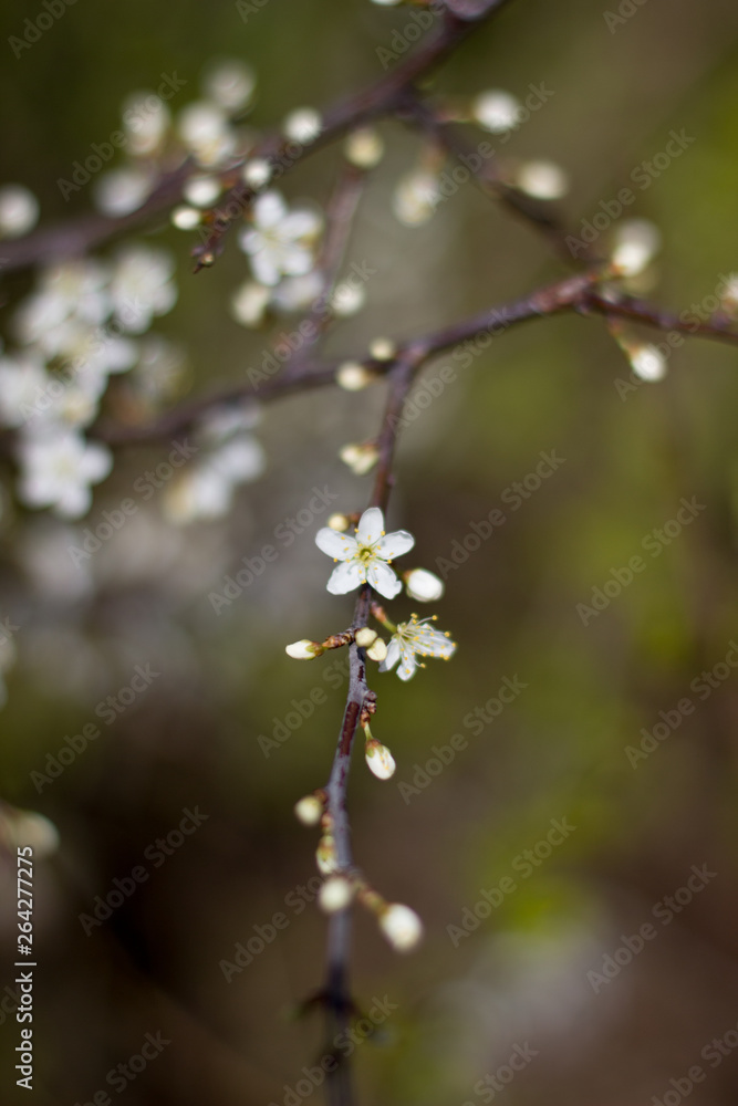 Ast mit weißen Blüten Ast mit weißen Blüten