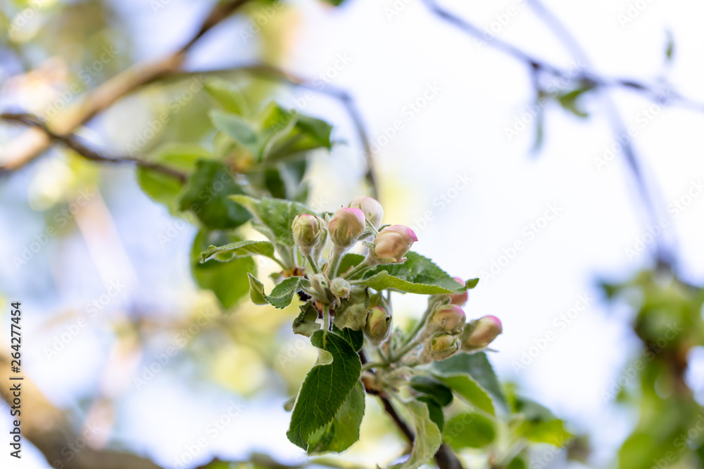 Fototapeta premium Apple tree bud close up, macro photo