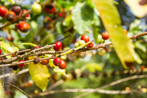 Red and green coffee seeds