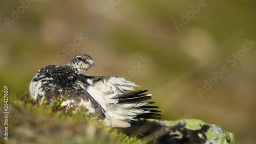 Rock ptarmigan in the scandinavian fell