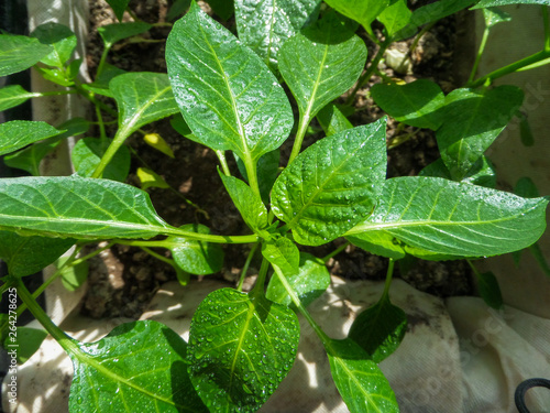 Wallpaper Mural Young green seedlings of peppers in early spring. View from above. Torontodigital.ca