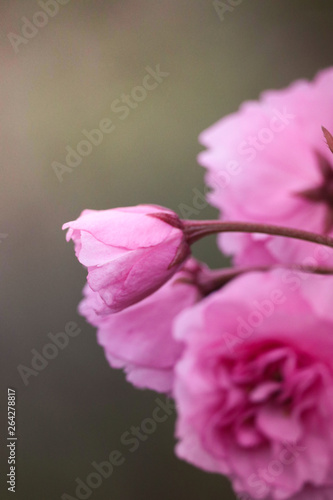 bouton de fleur