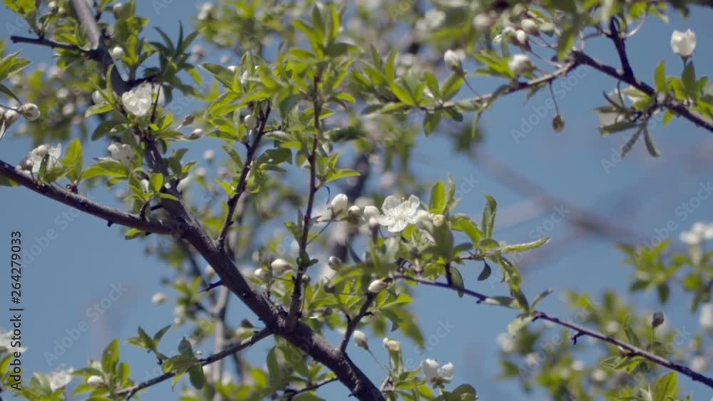 Close up for white apple flower buds on a branch. Blooming snow-white apple trees in spring. Close up for white apple flower buds on a branch. Blooming snow-white apple trees in spring.