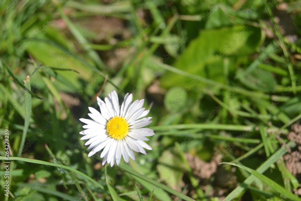 Fototapeta premium Daisy