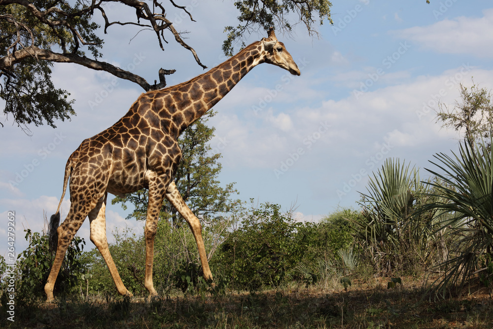 Fototapeta premium Giraffe / Giraffe / Giraffa Camelopardalis