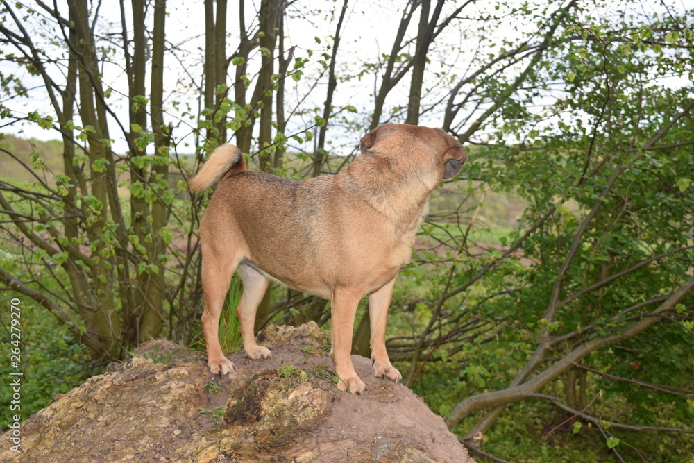 Naklejka premium Hund auf Baumstamm 7
