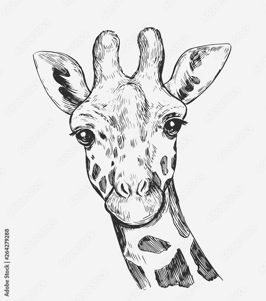 Giraffe sketch. Hand drawn illustration converted to vector Stock ...