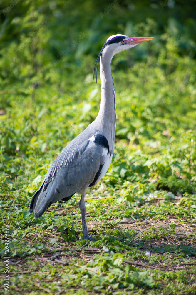 Fototapeta premium Long Necked Bird